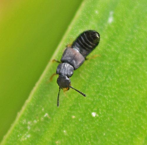 Réf. 338 540 : Anotylus sp.